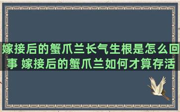 嫁接后的蟹爪兰长气生根是怎么回事 嫁接后的蟹爪兰如何才算存活